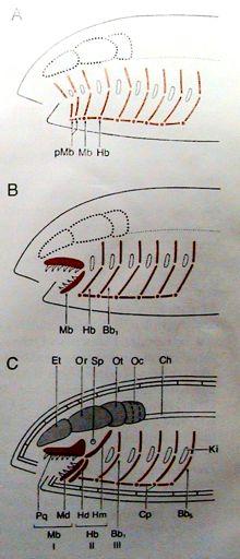 Vznik čelistí z kostry žaberních oblouků Čelistní oblouk: palatoquadratum + mandibulare