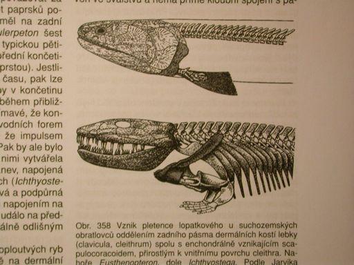 +Rhipidistia sladkov. Dev-Perm, vnit!