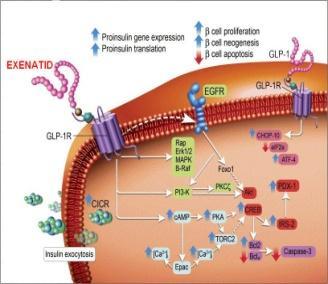 Inkretinová léčba Gliptiny - inhibitory DPP4