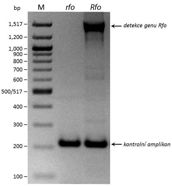 PCR detekce se specifickými primery pro úsek genu PPR-B Pro detekci
