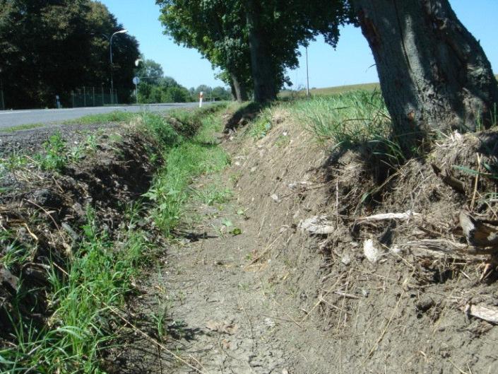 Poškozené kořeny stromů po údržbě