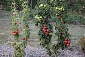 Higher yield plant (right) is grafted onto a GM-rootstock, while the lower yield plant (left) is grown on its own rootstock.