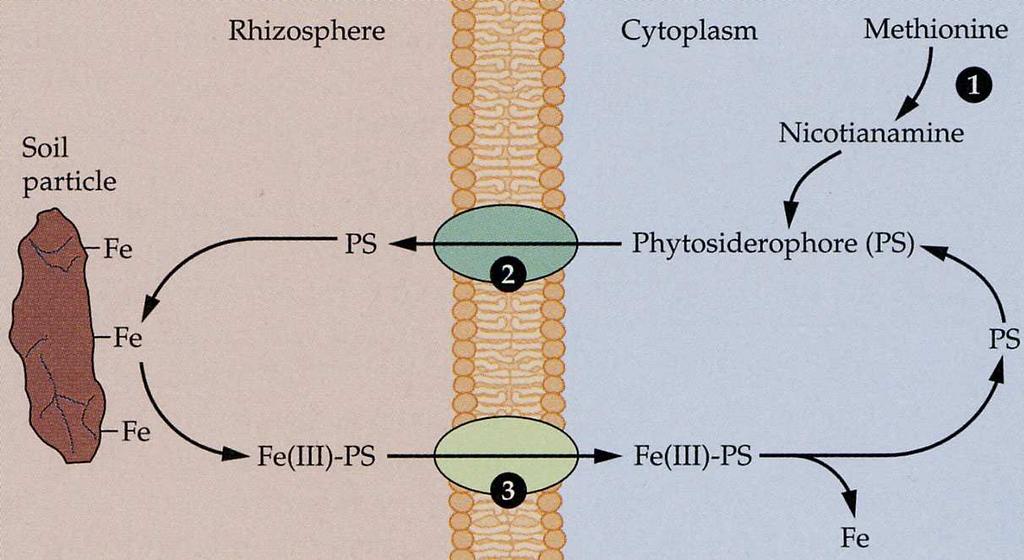 plastocyaninu v primární fázi fotosyntézy nebo v cytochromoxidázovém komplexu v elektrontransportním řetězci při dýchání.
