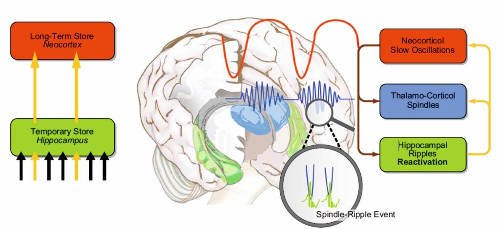 Hypotéza aktivní konsolidace během spánku Spánek pomalých vln systémová