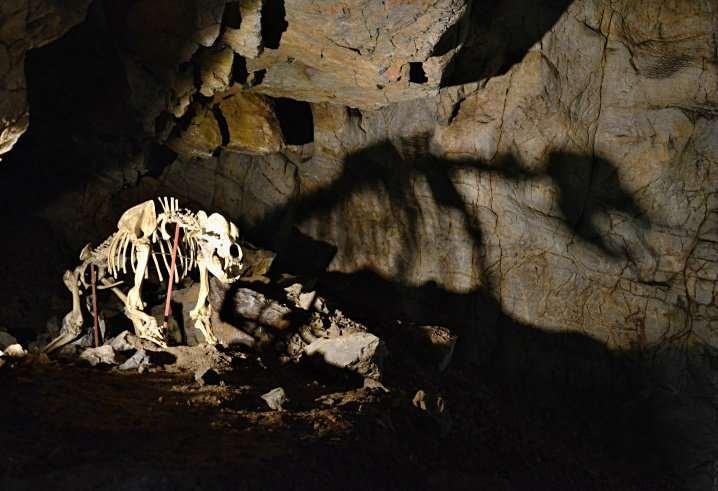 Obrázek 4 Kostra medvěda v jeskyni Kateřinská Zdroj:http://zrcadlo.