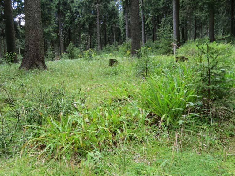 zmlazení Smrčina s Calamagrostis