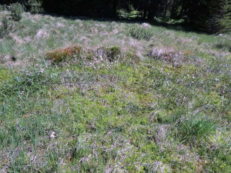 Výsadba křovité borovice v pozadí a minerálně sycené prameniště s rašeliníkem, Sphagnum sp.