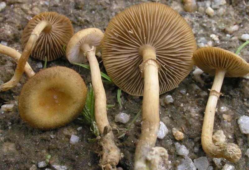 Agrocybe elatella, Polnička bažinná.