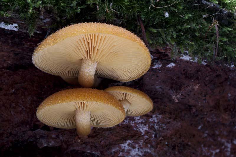 Tricholomopsis