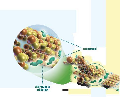Kabazitaxel (Caba) Semisyntetický taxan, váže se na tubulin buněčného skeletu, stabilizuje ho a zabraňuje buněčné proliferaci