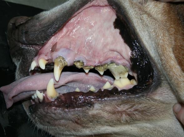 Napadnou postupně sklovinu, pak zubovinu a nakonec dojde k perforaci zubní dřeně a rozvoji infekce.