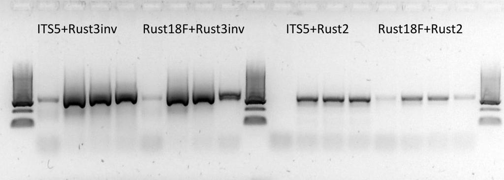 PCR hlavní faktory ovlivňující průběh reakce Koncentrace templátové DNA příliš vysoká konc.
