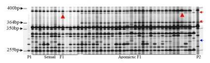 AFLP - shrnutí Princip metoda založená na restrikci DNA dvěma enzymy selektivní