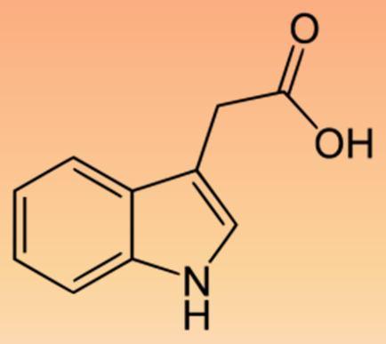 Indole-3-acetic acid, IAA Tento experiment ukazující stimulaci