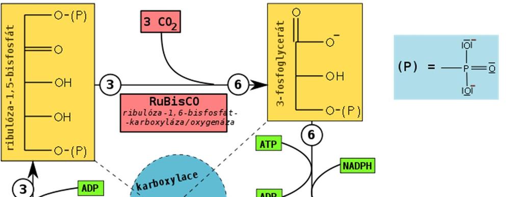 Fixace CO 2 CO 2 se váže na ribulóza-1,5 bisfosfát Vzniká
