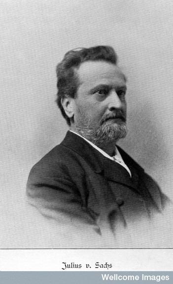 9 1859 návrat do Německa, Drážďany 1861-1867 přednášel botaniku na dnešní University of