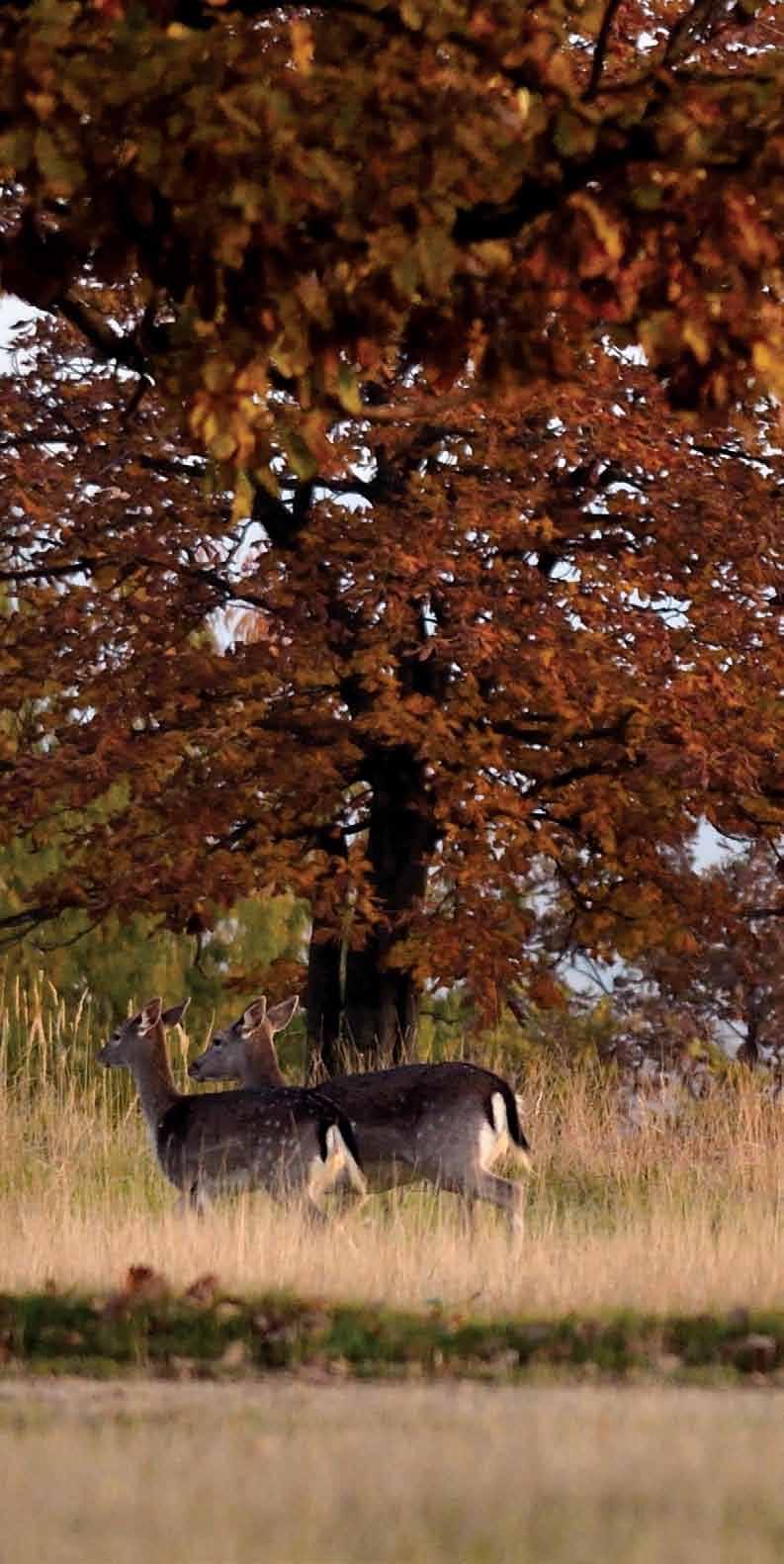 GENERAL INFORMATION AND PRICES VŠEOBECNÉ INFORMACE A VÝLOHY 1. Each hunting guest (or group of guests) will be on request provided with an interpreter for the time spent hunting.