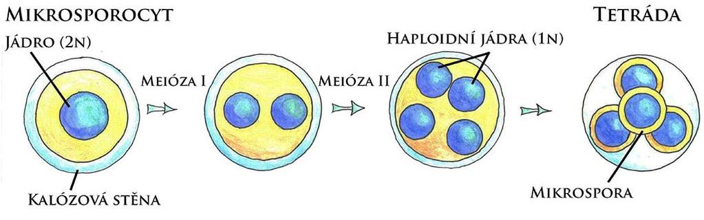 Teoretický úvod Samčí gametofyt Samčí gametofyt krytosemenných rostlin (pylové zrno) se působením dlouhodobých evolučních tlaků vyvinul do struktury tvořené třemi haploidními buňkami.