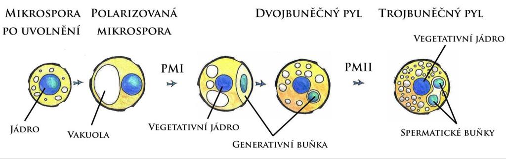 různými typy buněk. Vývoj samčího gametofytu (Obr. 1) je komplexní proces, který vyžaduje koordinovanou spolupráci rozličných buněčných typů a pletiv a s tím související specifickou genovou expresi.