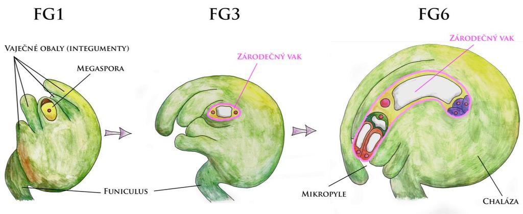 Samičí gametofyt U krytosemenných rostlin samičí zárodečné listy srůstají a vytvářejí pestík, který je na bázi tvořen semeníkem, z něhož vyrůstá čnělka zakončená bliznou.