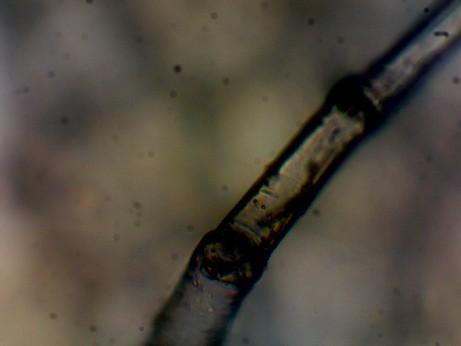 5.2 Chlupy (trichomy) fialky Pomůcky: mikroskopické pomůcky (podložní a krycí sklíčko, kádinka s vodou, kapátko, pinzeta), list fialky africké,