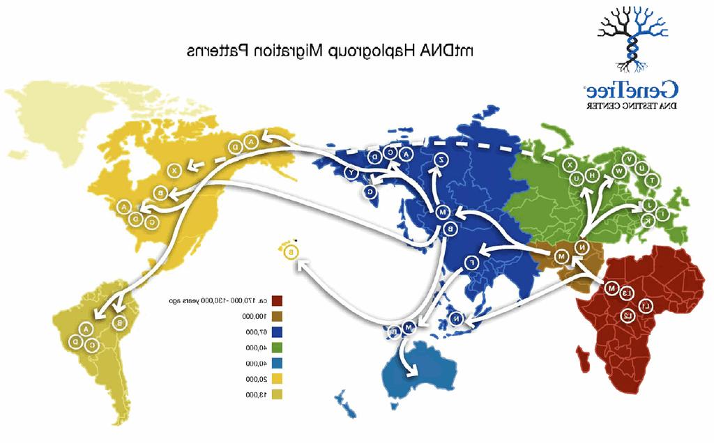 Migrace Vnášení genů novými migrujícími jedinci do původní populace může změnit alelové a genotypovéčetnosti a tím také narušit H.-W. zákon. Když je např.