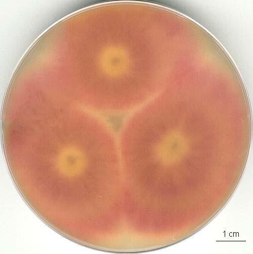 Fusarium acuminatum