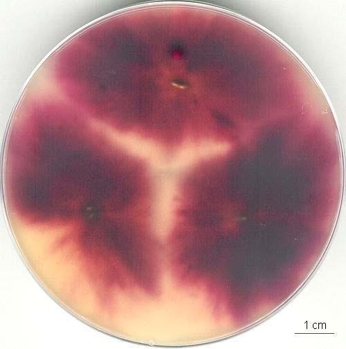 Fusarium