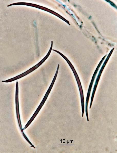 Fusarium avenaceum
