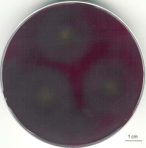 Fusarium
