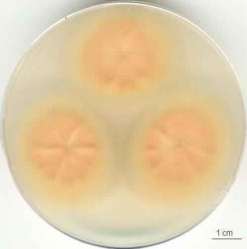 Fusarium dimerum