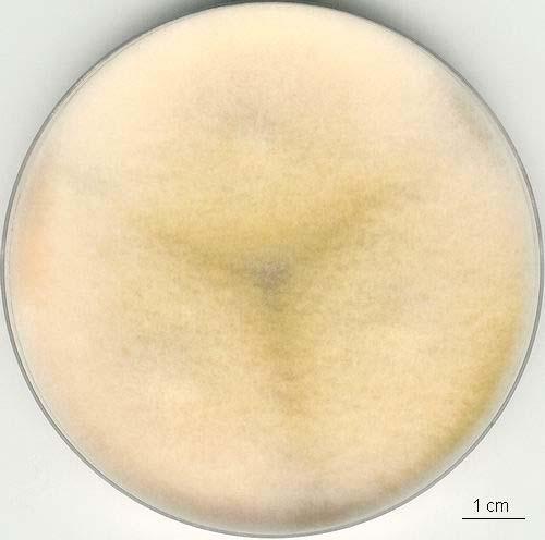 Fusarium equiseti