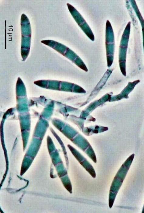 Fusarium incarnatum