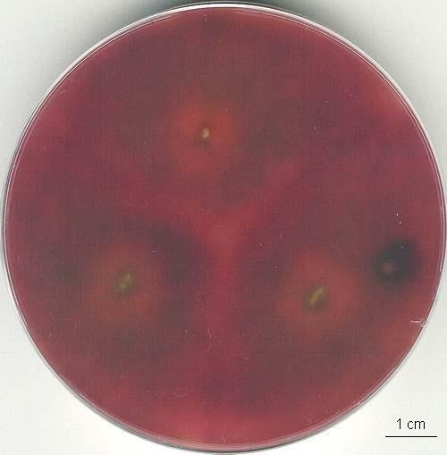 Fusarium poae