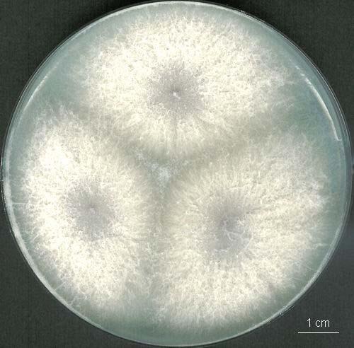 Fusarium proliferatum