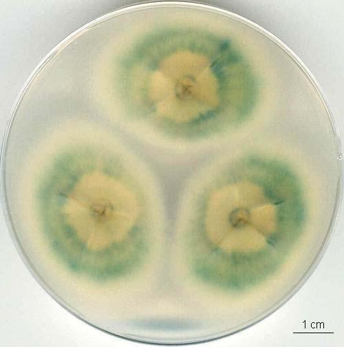 Fusarium solani