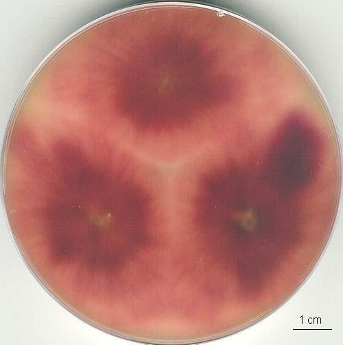 Fusarium