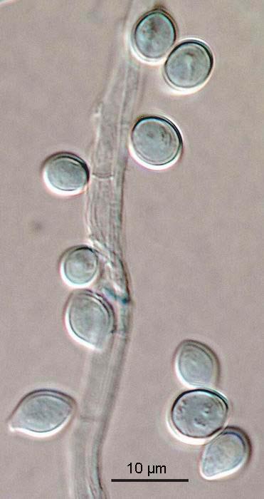 Fusarium tricinctum