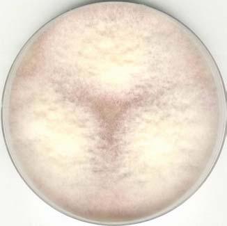 Fusarium -