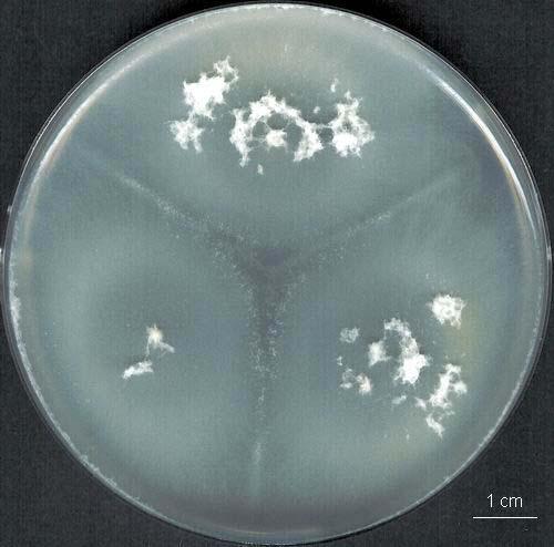 Cylindrocarpon