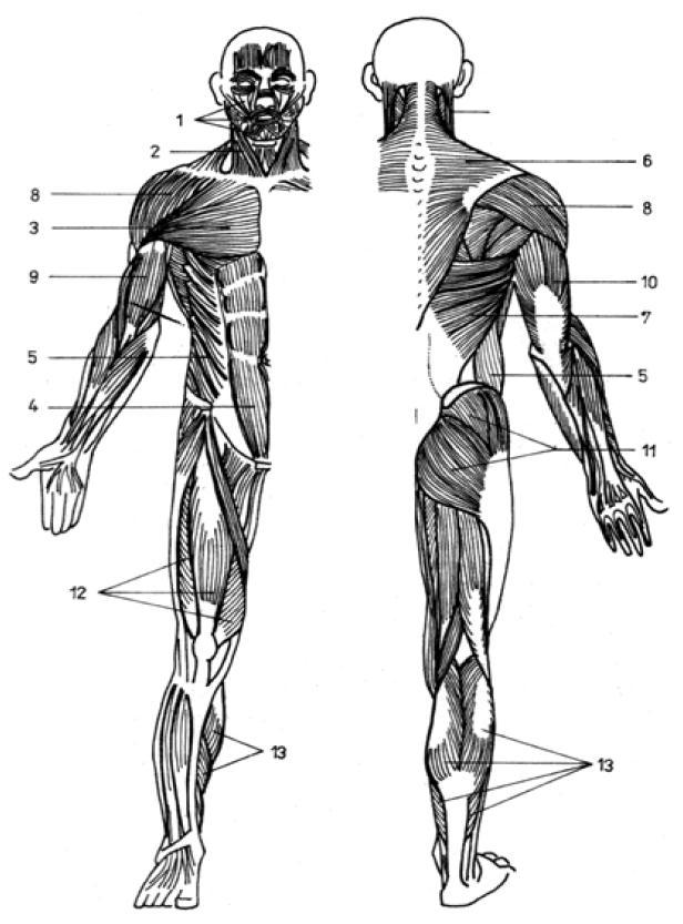 jsou umístěny široké ploché svaly. Podle vykonávaného pohybu se mohou svaly dělit na natahovače, přitahovače, stahovače, svěrače, ohybače, odtahovače, zvedače a roztahovače.