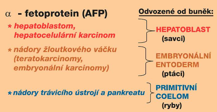 U embryí tvoří v krevní plasmě největší frakci, ve fetálním období je pak druhá za albuminem; po narození se velmi rychle snižuje a koncem 1.