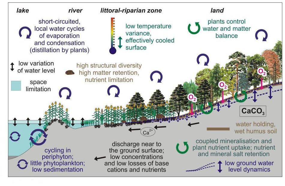Krajina s uzavřeným koloběhem vody a živin vodní prostředí krátký koloběh vody malé kolísání vodní hladiny limitace prostorem pobřežní zóna vysoká diverzita prostředí; vysoká retence živin, limitace