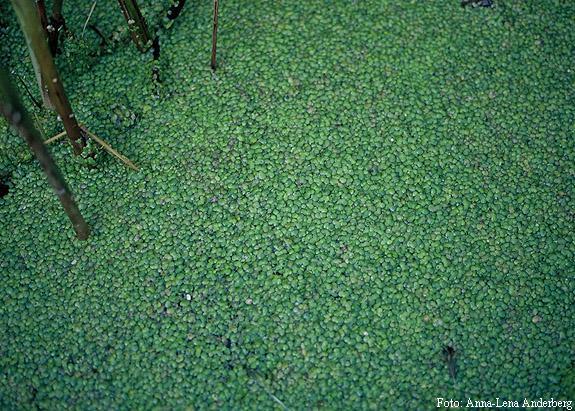 sedimenty uvolňují živiny Klesá biodiverzita U produkčních