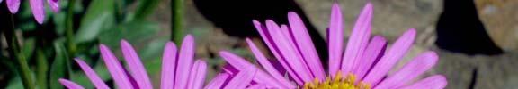 Aster -