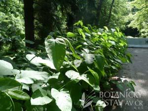 puškvorec obecný (Acorus calamus) a dvouzubec černoplodý (Bidens frondosus) kolem podzámeckého rybníku, řimbaba velkolistá (Tanacetum macrophyllum) kolem schodiště k Botiči, dymnivka žlutá