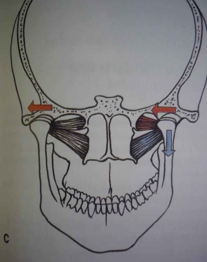 Funkce Pars sup.: táhne hlavici TMK do kloubní jamky, při zavírání úst vyvíjí trakci kondylů a disku ventrálně.