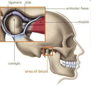 Articulatio temporomandbularis složený synoviální kloub caput mandibulae na proccesus condylaris mandibuly + fossa mandibularis a tuberculum articulare spánkové kosti + discus articularis kloubní