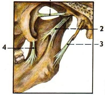 Kloubní vazy Vazivový aparát je tvoří kloubní pouzdro, kolaterální (diskální) ligamenta a temporomandibulární vazy.