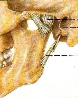 zygomaticus ossis temporalis zepředu shora dozadu dolů ke krčku, přiléhá ke capsule ligamentum mediale zpevňuje vnitřní stranu kloubu lig.